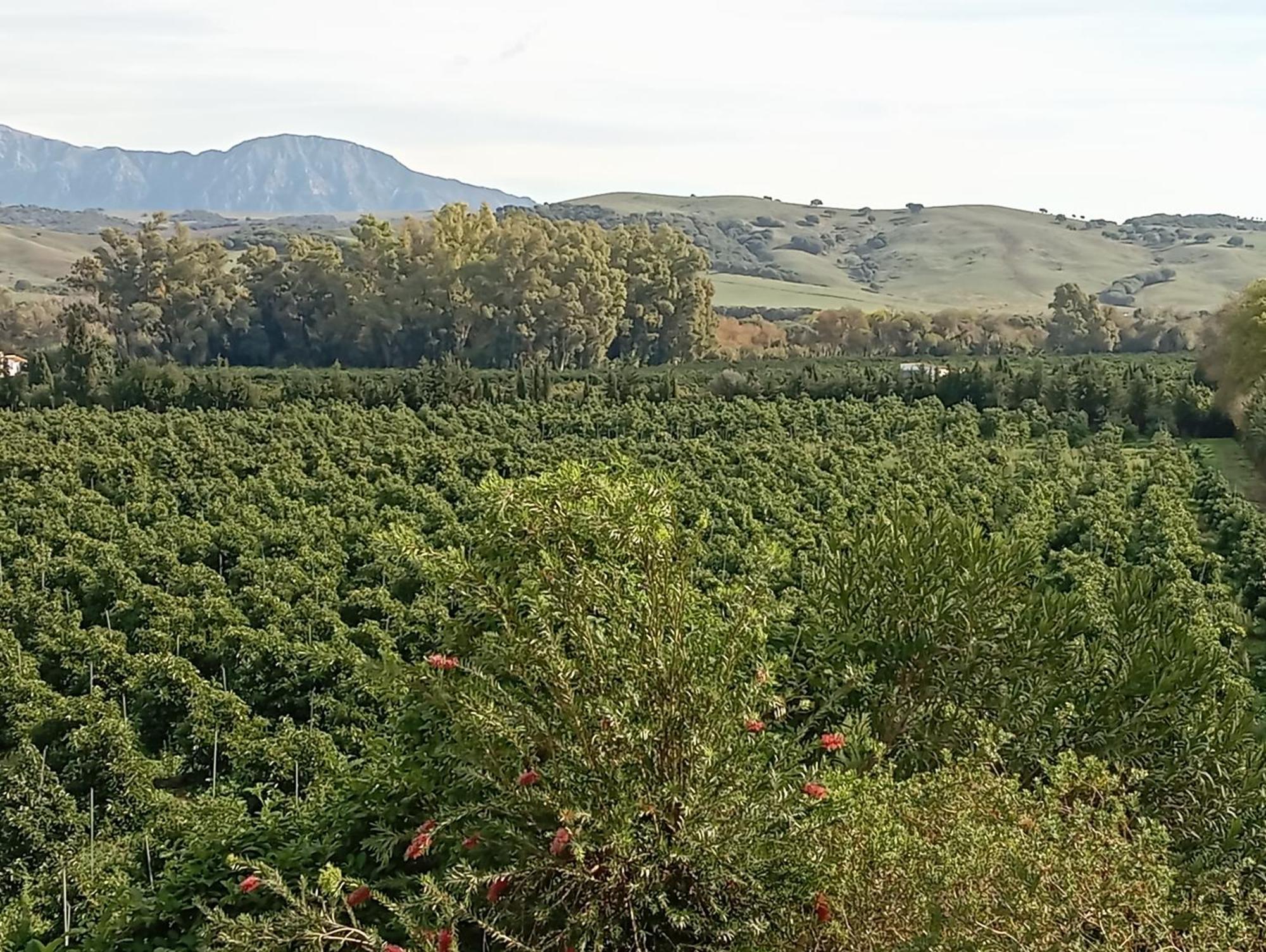 San Pablo Los Dos Cedros מראה חיצוני תמונה